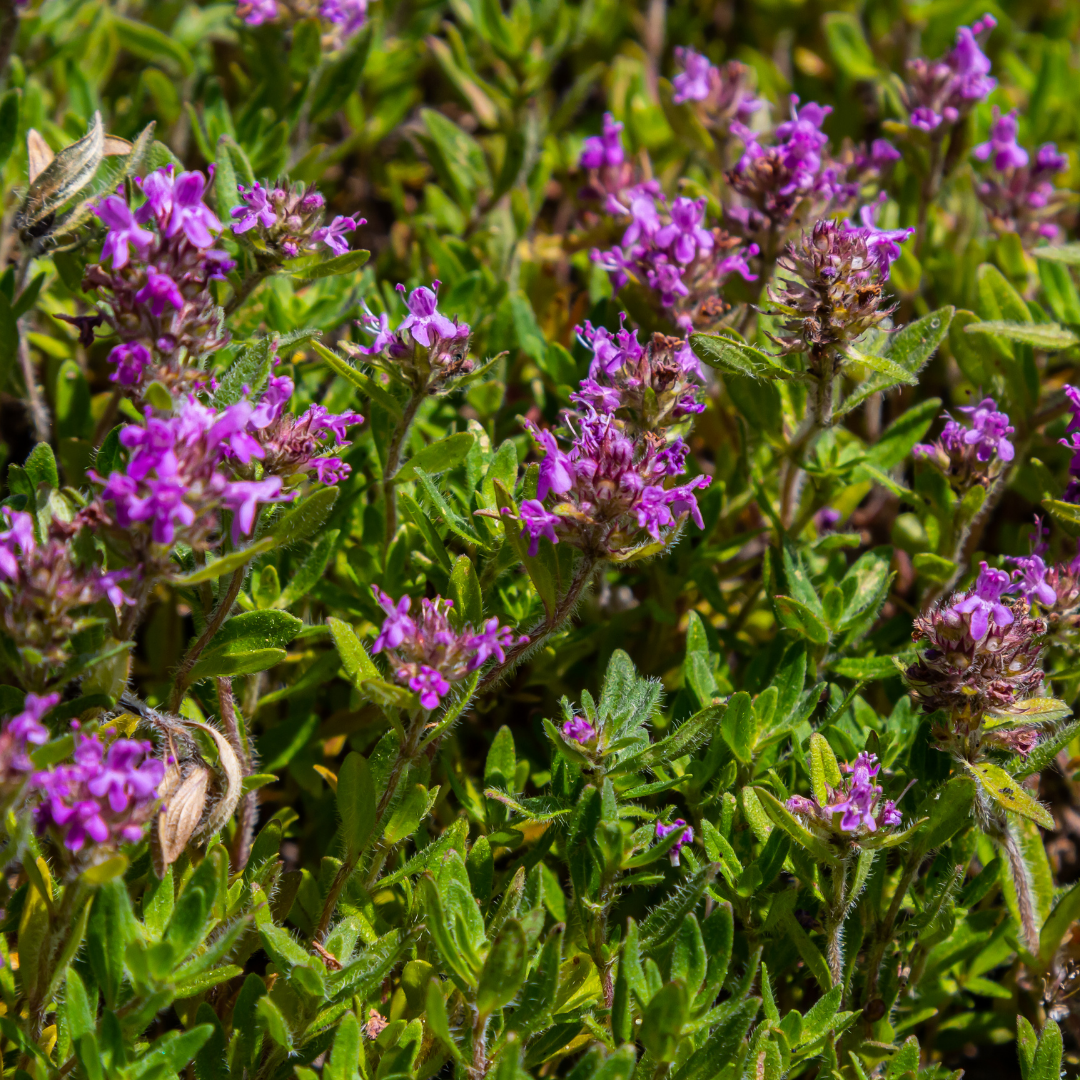 Wilde tijm (Thymus serpyllum) - set van 6 – voor tuin & terras