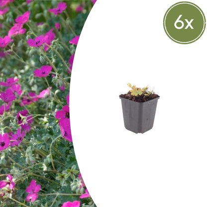 Bloedooievaarsbek 'Max Frei' - set van 6 – voor tuin & terras