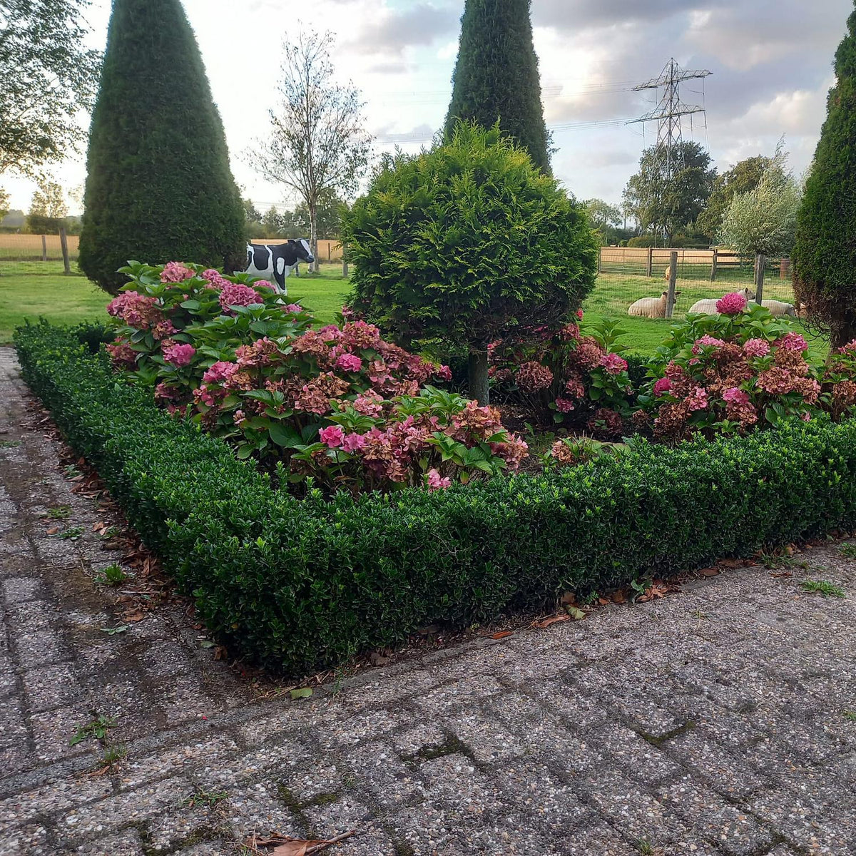 Kardinaalsmuts 'Green Spire' - set van 6 – voor tuin & terras