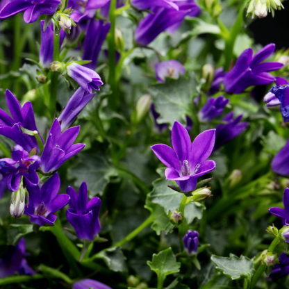 Prachtklokje 'Coerulea' - set van 6 – voor tuin & terras