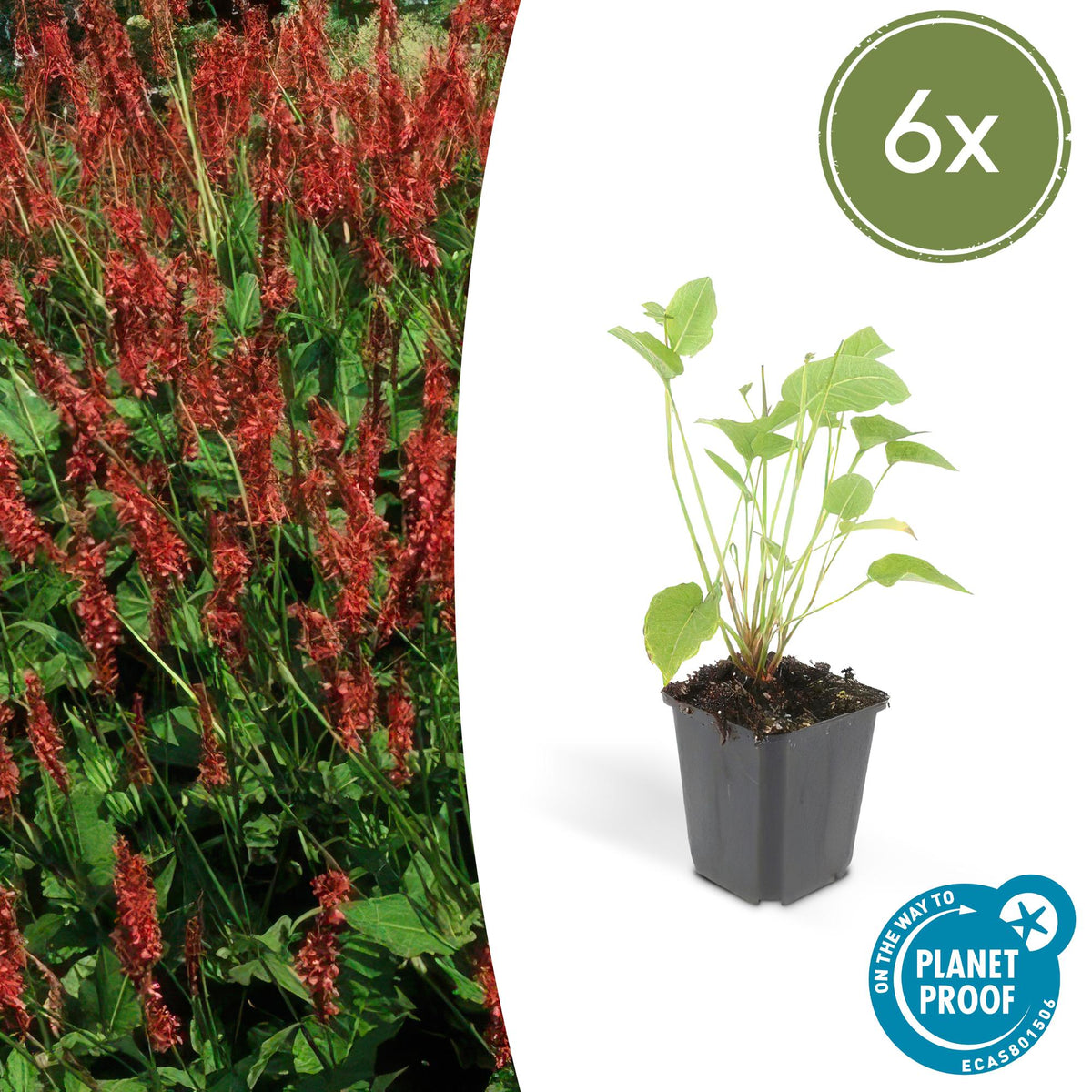 Duizendknoop (Persicaria amplexicaulis) - set van 6 – voor tuin & terras