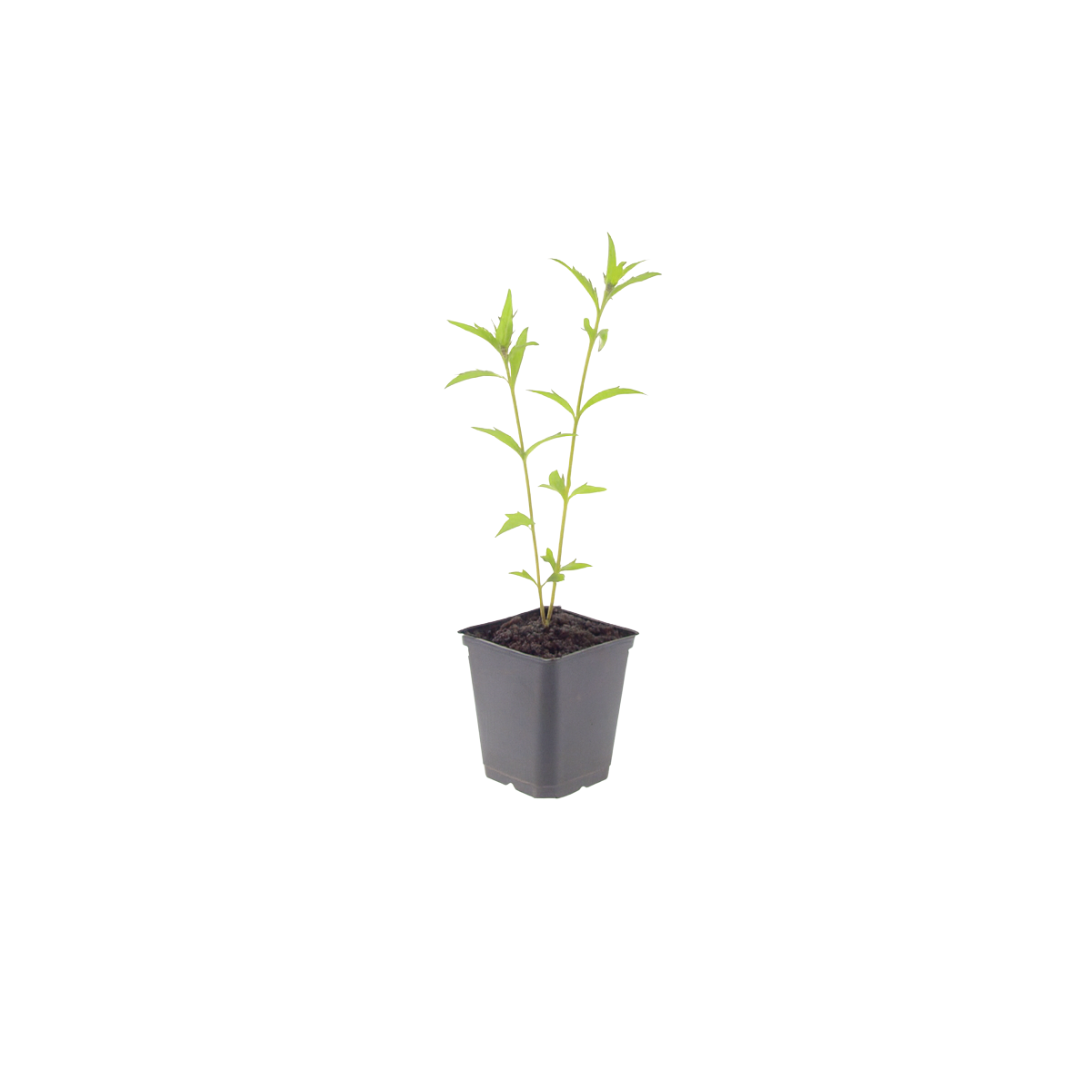 Zomeraster 'Blue Star' - set van 6 – voor tuin & terras