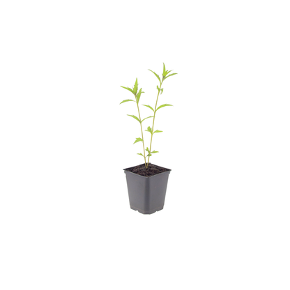 Zomeraster 'Blue Star' - set van 6 – voor tuin & terras