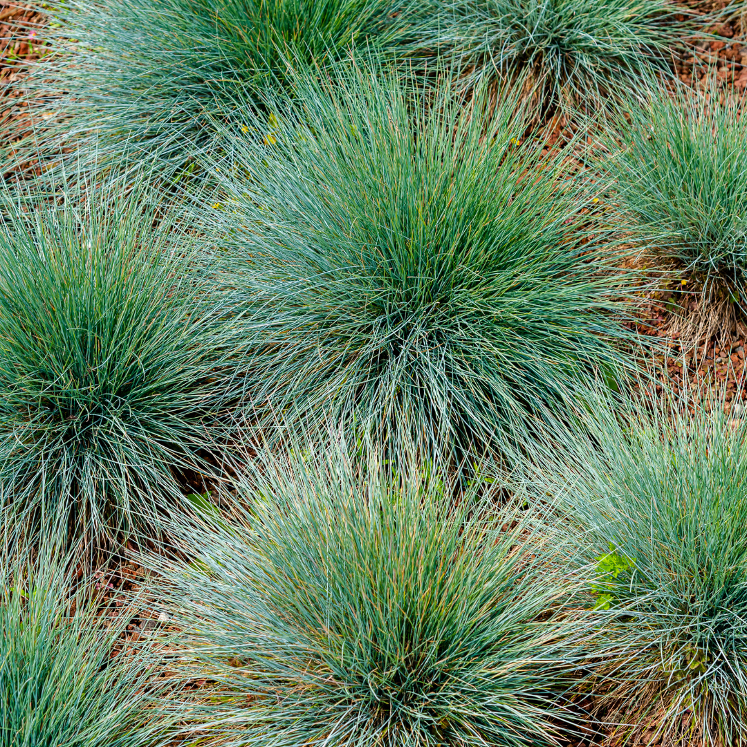 Zwenkgras (Festuca gautieri) - set van 6 – voor tuin & terras