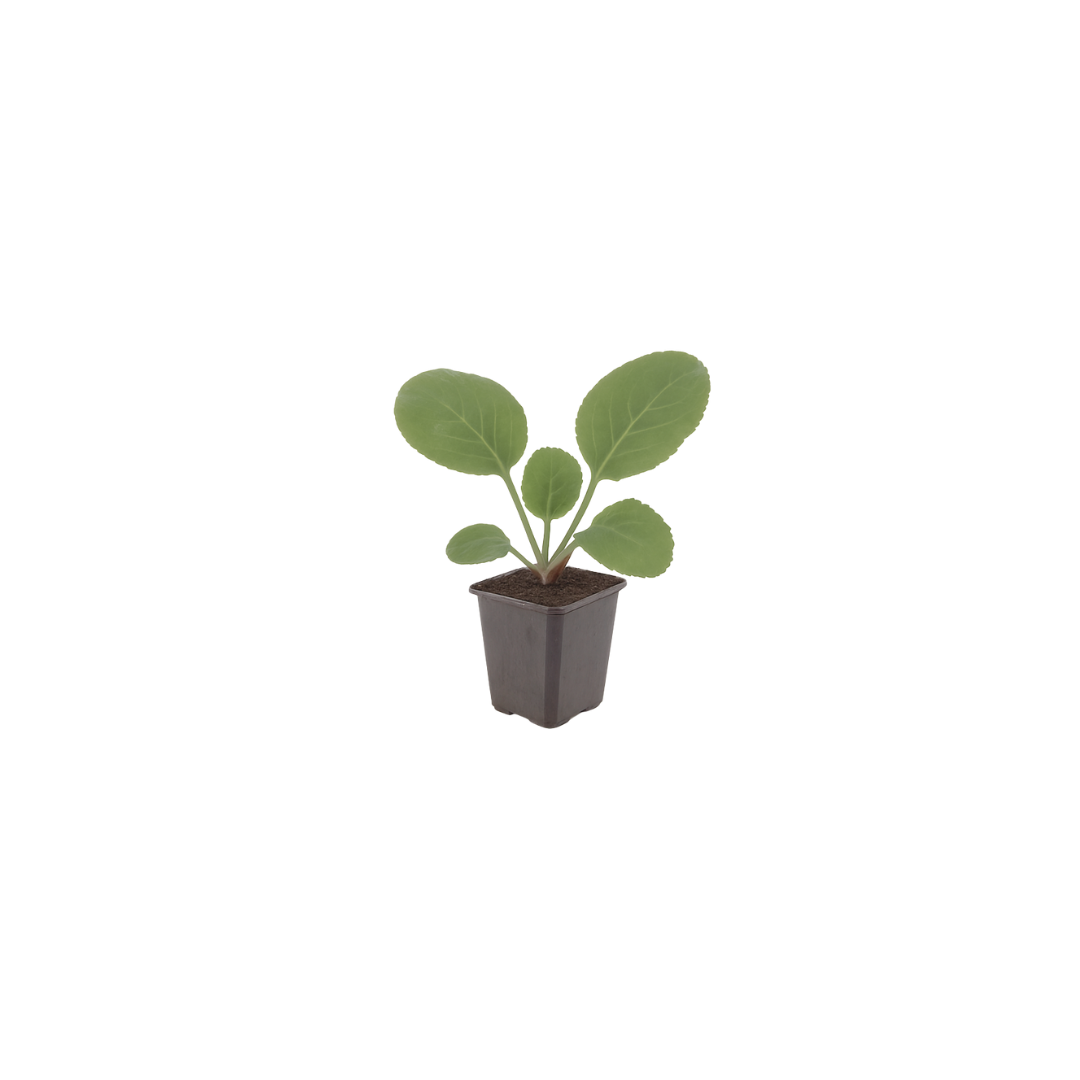 Schoenlappersplant (Bergenia cordifolia) - set van 6 – voor tuin & terras
