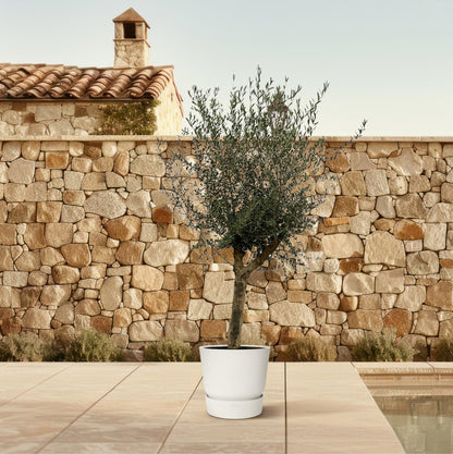 Olijfboom (Olea Europaea) Lorc — 200 cm