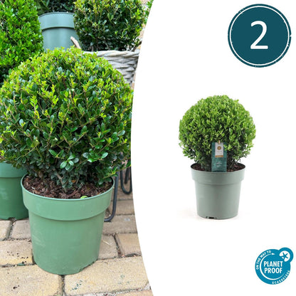 Japanse hulst 'Jenny' bol XL - set van 2 – voor tuin & terras