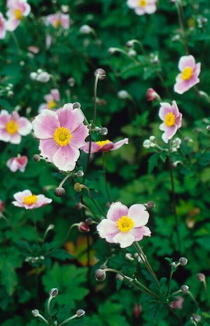 Herfstanemoon 'Robustissima' - set van 6 – voor tuin & terras