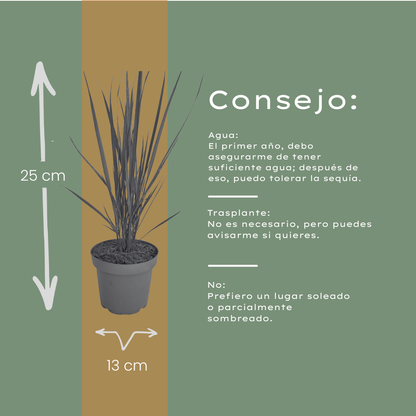 Vingergras 'Northwind' - set van 3 – voor tuin & terras