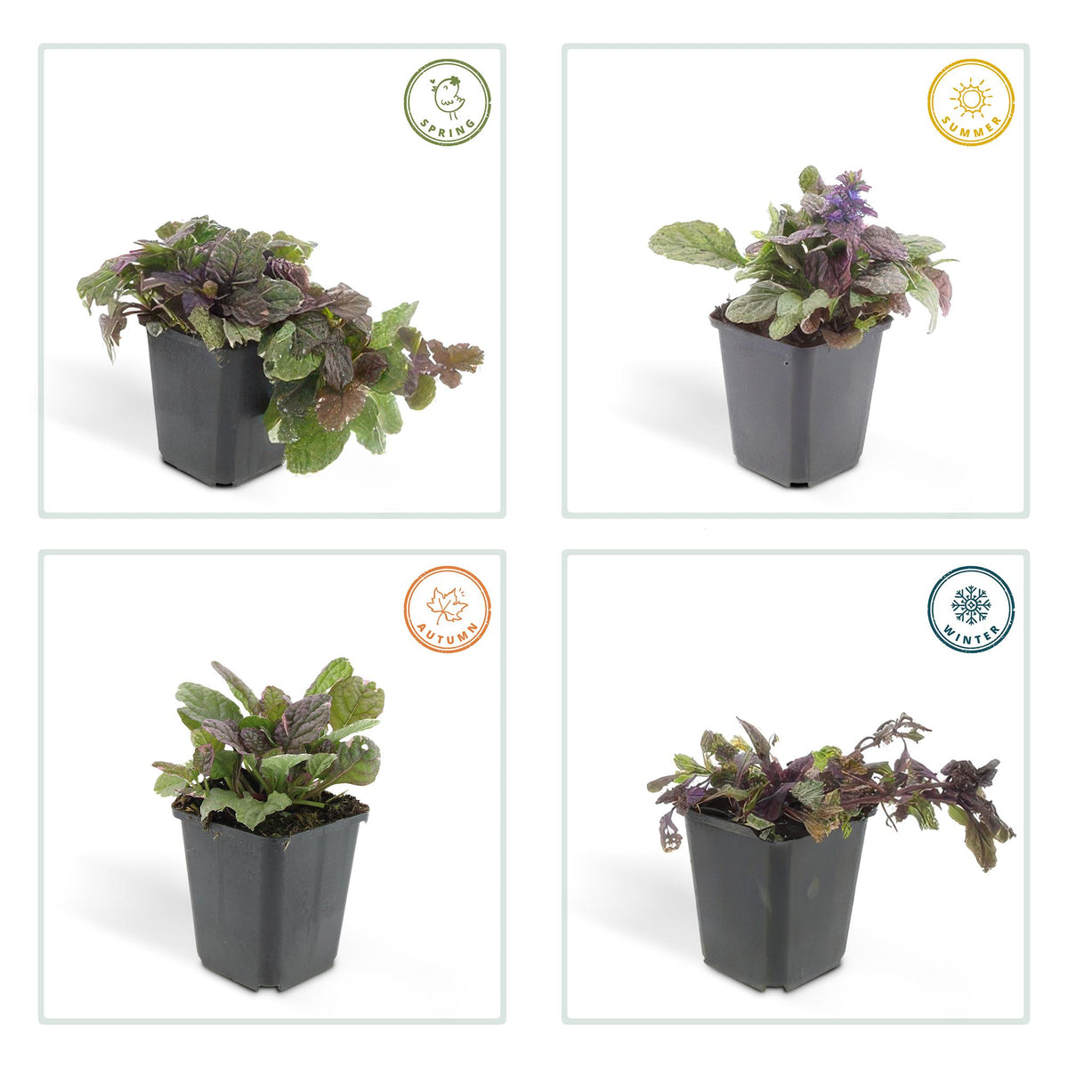Kruipend zenegroen 'Burgundy Glow' - set van 6 – voor tuin & terras
