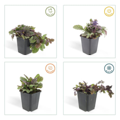 Kruipend zenegroen 'Burgundy Glow' - set van 6 – voor tuin & terras