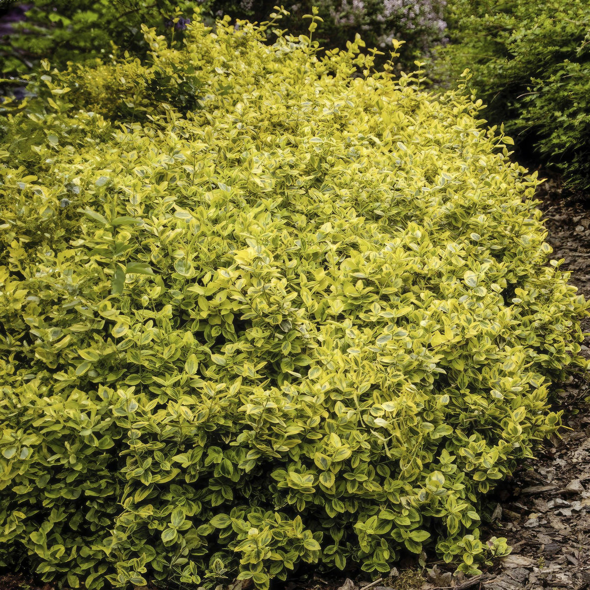 Kardinaalsmuts 'Emerald 'n Gold' - set van 6 – voor tuin & terras