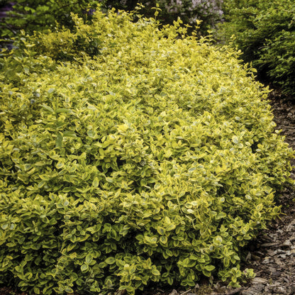 Kardinaalsmuts 'Emerald 'n Gold' - set van 6 – voor tuin & terras