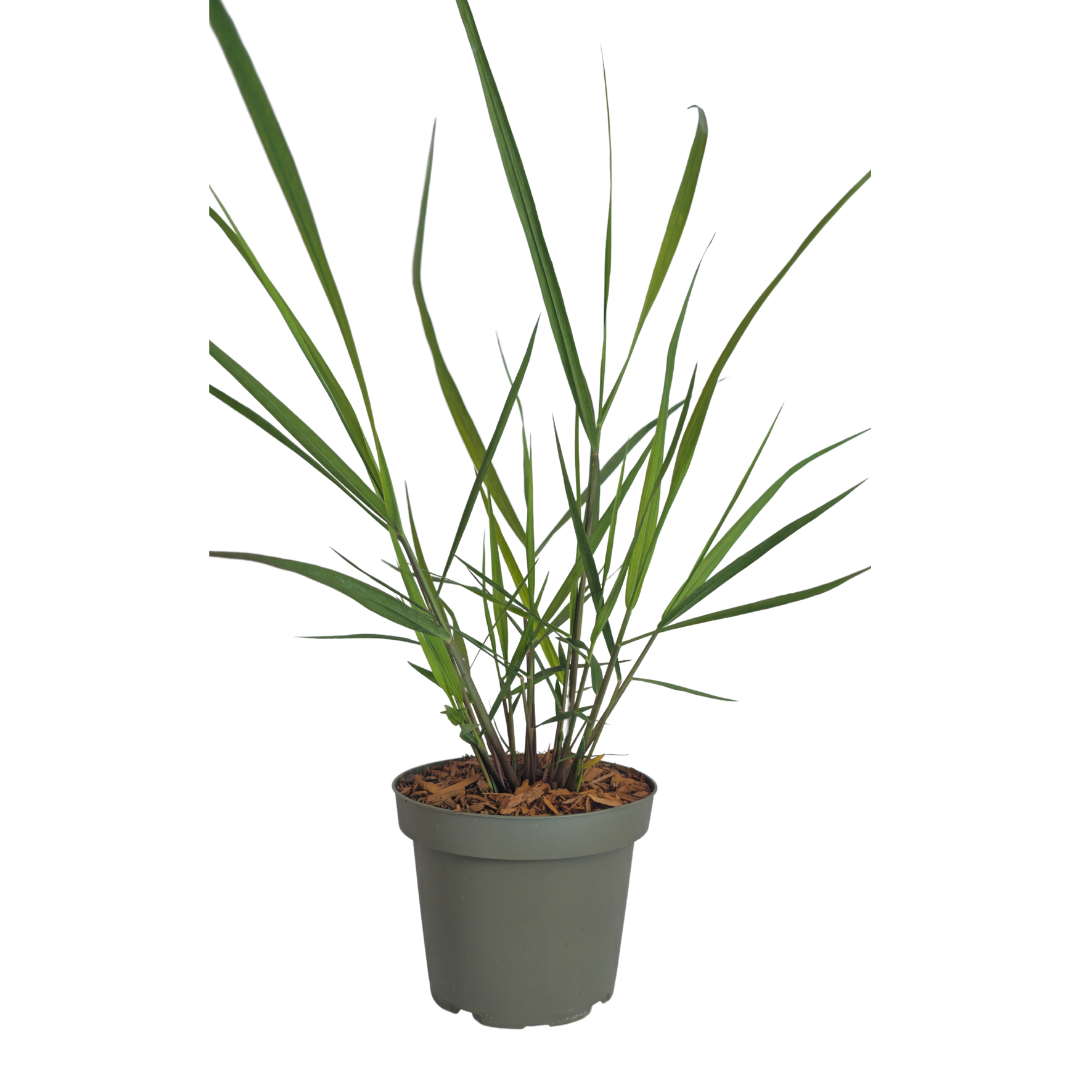 Vingergras 'Rotstrahlbusch' - set van 3 – voor tuin & terras