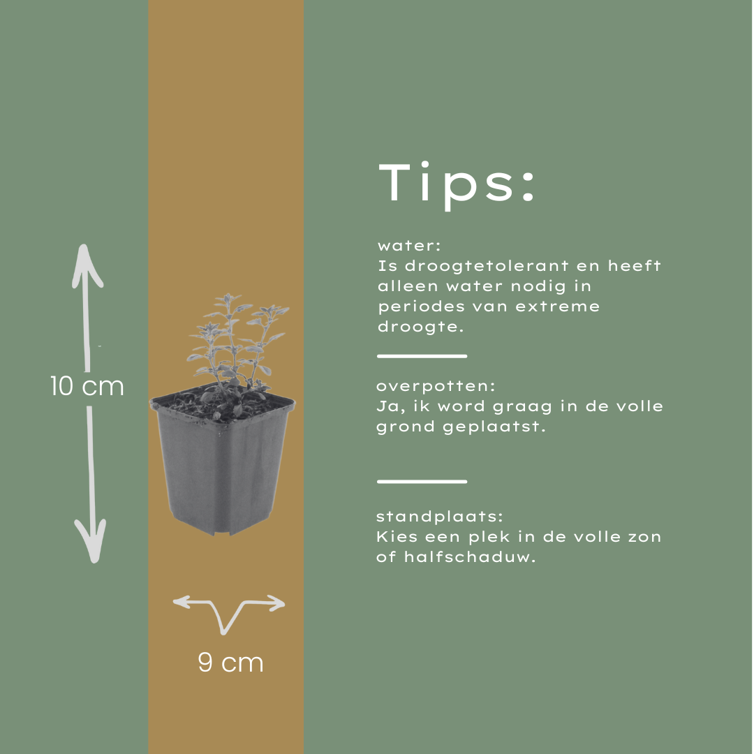Gamander (Teucrium lucidrys) - set van 6 – voor tuin & terras