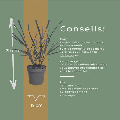 Vingergras 'Rotstrahlbusch' - set van 3 – voor tuin & terras