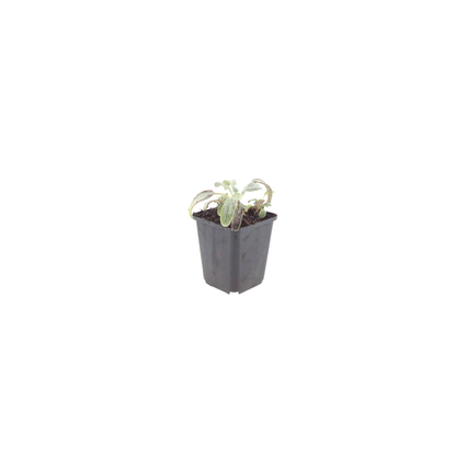 Ezelsoor 'Silver Carpet' - set van 6 – voor tuin & terras
