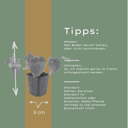 Elfenbloem 'Frohnleiten' - set van 6 – voor tuin & terras
