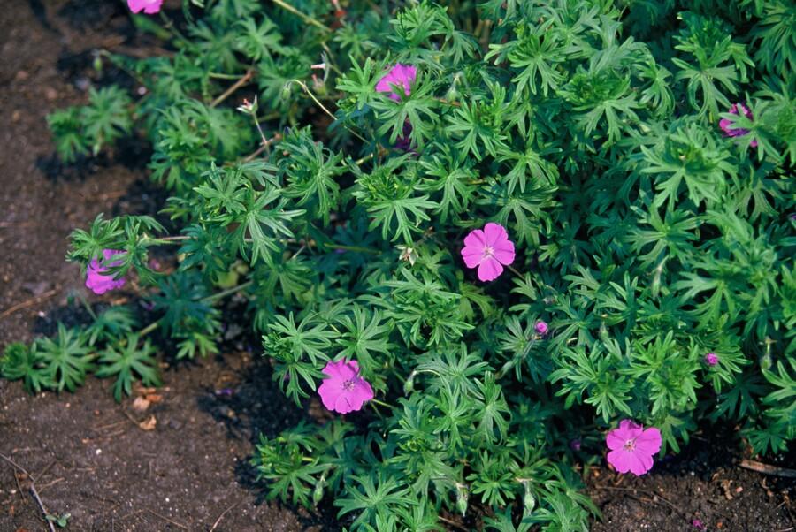 Ooievaarsbek 'Tiny Monster' - set van 6 – voor tuin & terras