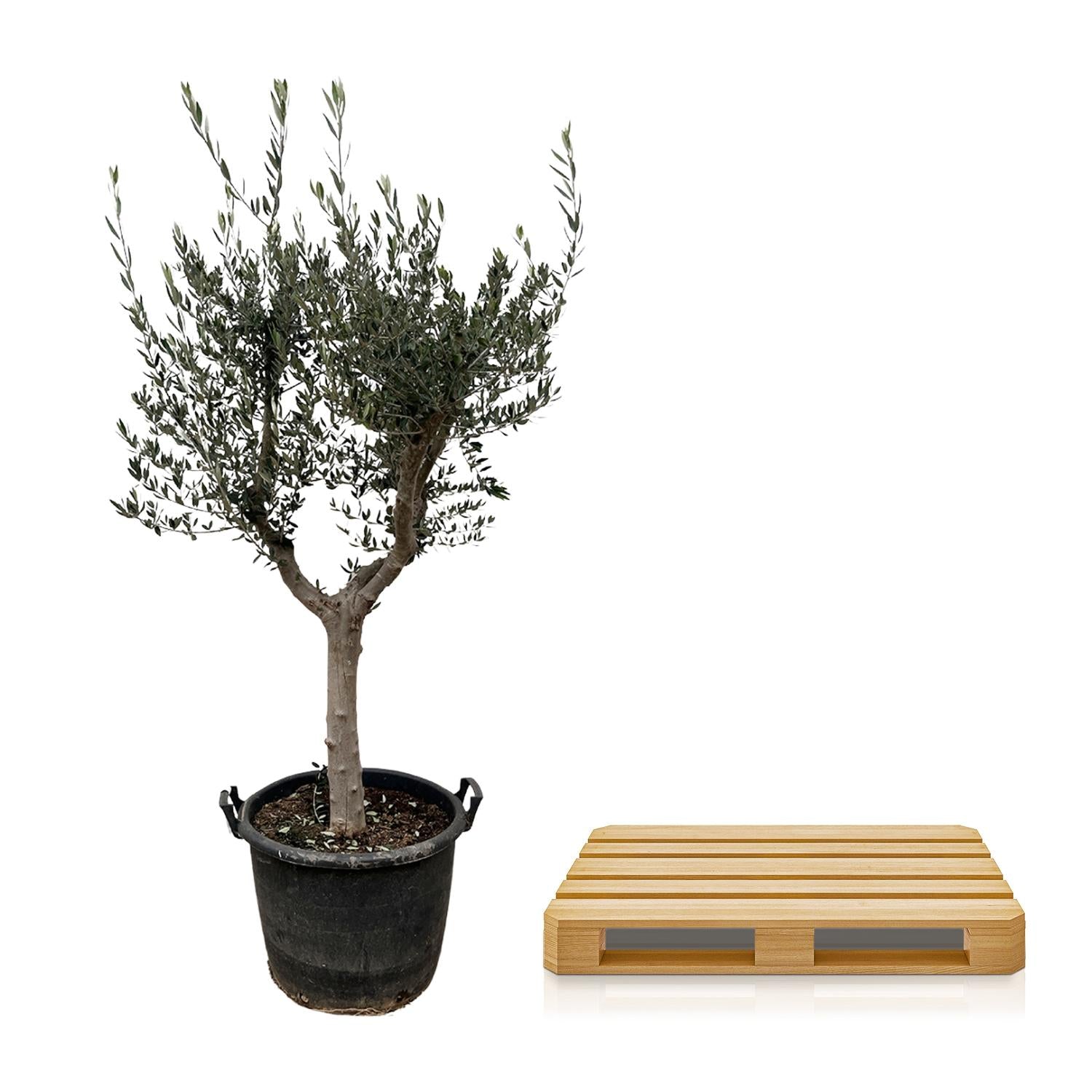 Olijfboom (Olea Europaea) Cultivo — 230 cm