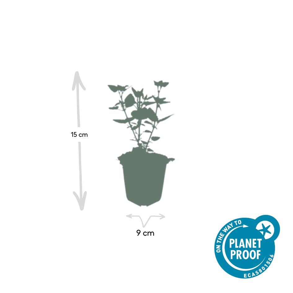 Dropplant 'Blue Fortune' - set van 6 – voor tuin & terras