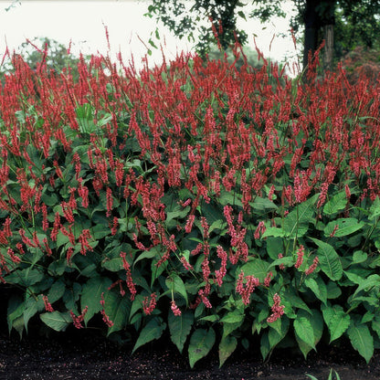 Duizendknoop (Persicaria amplexicaulis) - set van 6 – voor tuin & terras