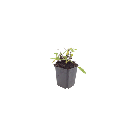 Siersalie 'Schneehugel' - set van 6 – voor tuin & terras