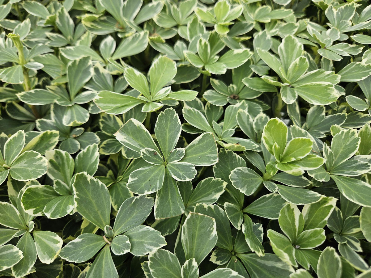 Schaduwkruid 'Variegata' - set van 6 – voor tuin & terras