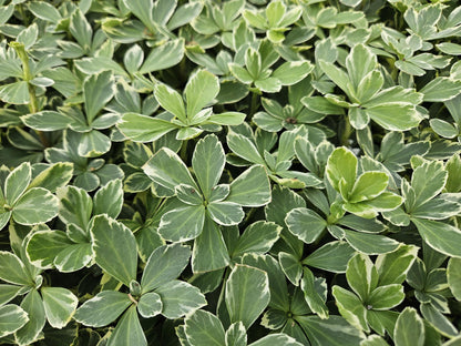 Schaduwkruid 'Variegata' - set van 6 – voor tuin & terras