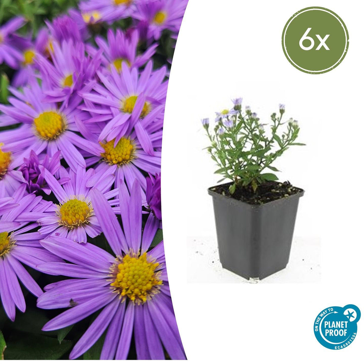 Herfstaster 'Prof. Anton Kippenberg' - set van 6 – voor tuin & terras