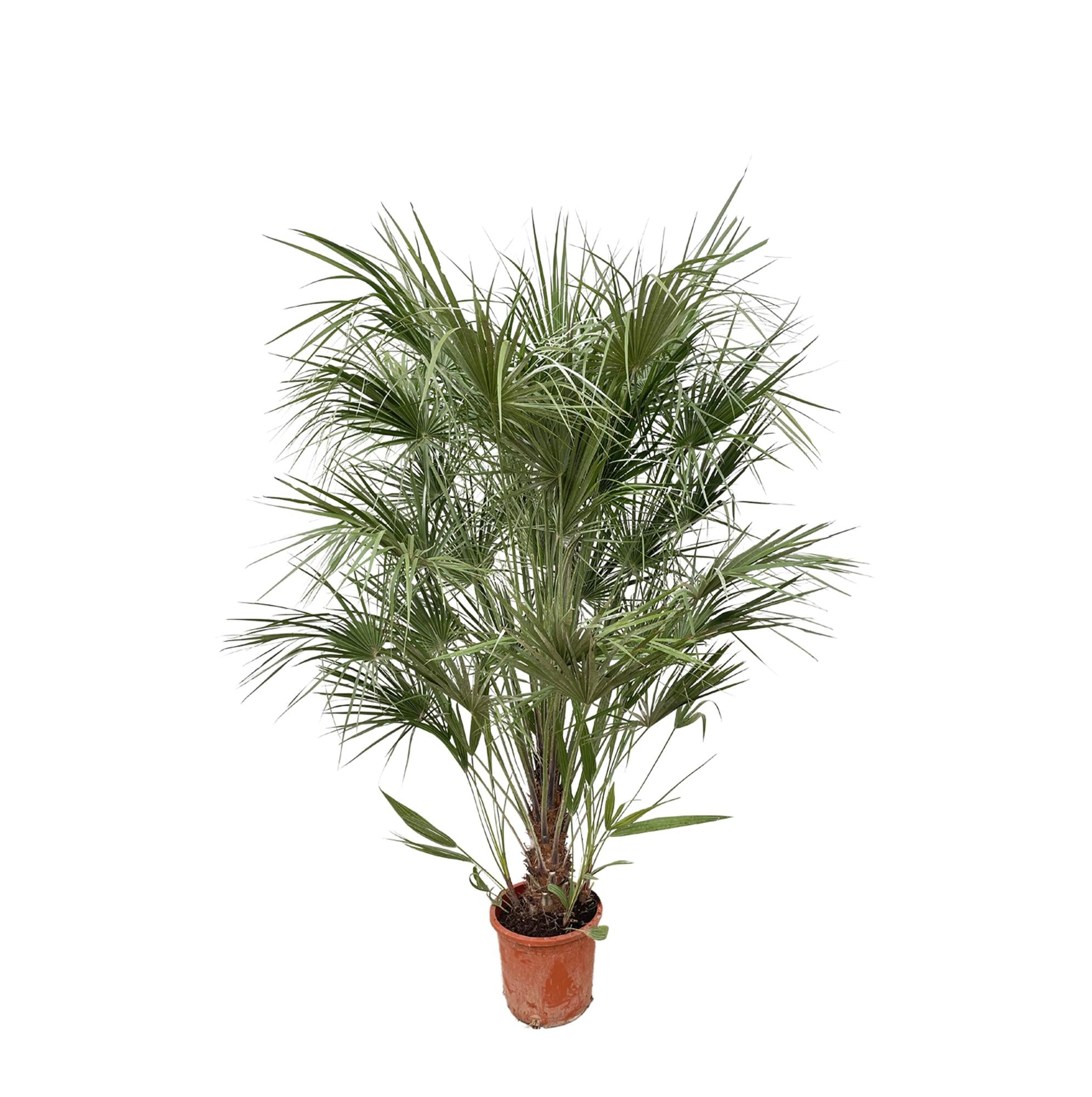 Waaierpalm Chamaerops - 170 cm