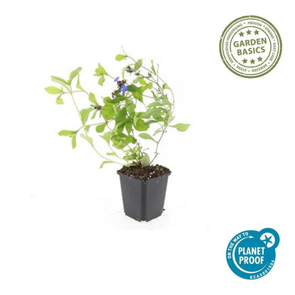 Loodkruid - set van 6 – voor tuin & terras
