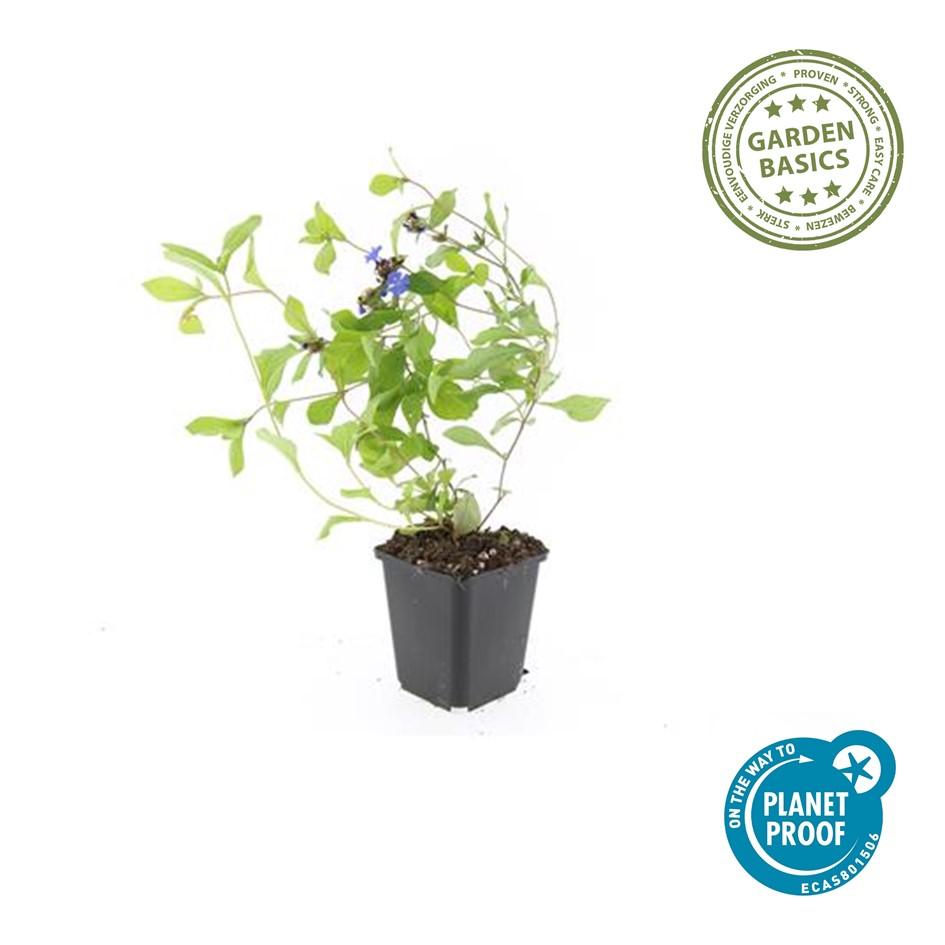 Loodkruid - set van 6 – voor tuin & terras