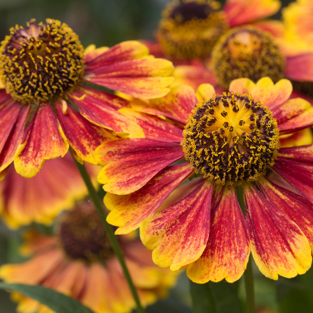 Zonnekruid 'Moerheim Beauty' - set van 6 – voor tuin & terras