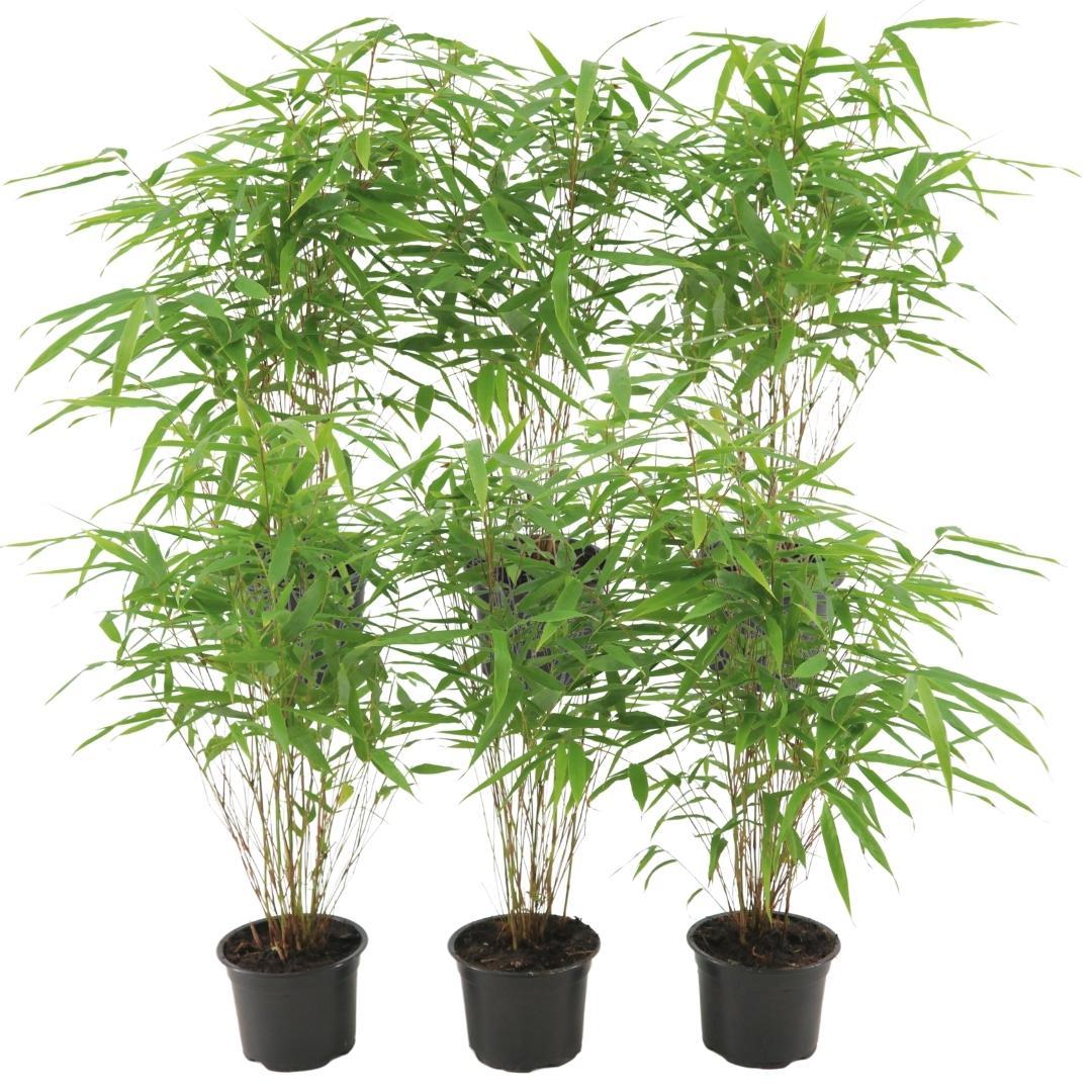 Bamboe (Fargesia rufa) - set van 6 – voor tuin & terras