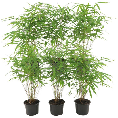 Bamboe (Fargesia rufa) - set van 6 – voor tuin & terras
