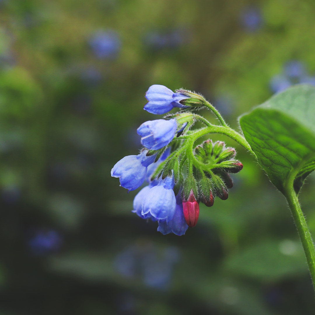Smeerwortel 'Wisley Blue' - set van 6 – voor tuin & terras