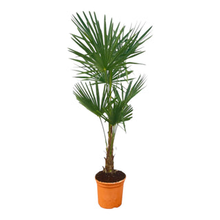 Waaierpalm Trachycarpus