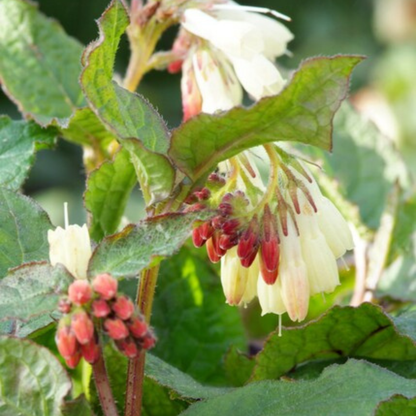 Smeerwortel (Symphytum grandiflorum) - set van 6 – voor tuin & terras