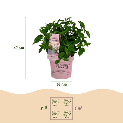 Pluimhortensia 'Groundbreaker' Blush (Hydrangea)