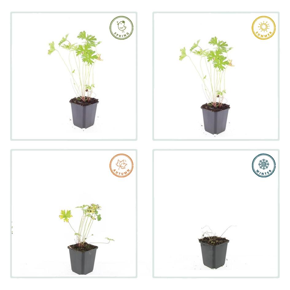 Ooievaarsbek 'Johnson's Blue' - set van 6 – voor tuin & terras