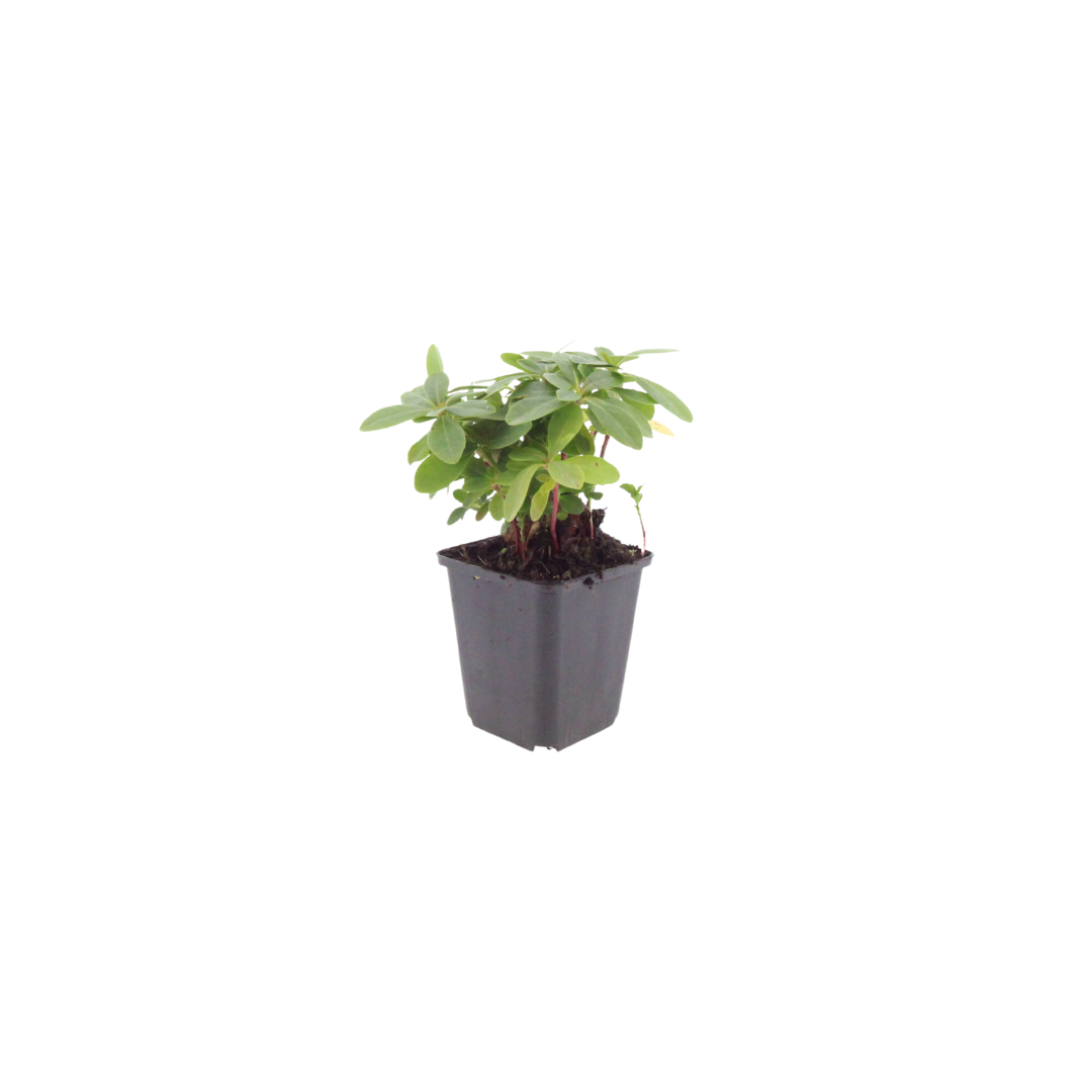 Wolfsmelk (Euphorbia amygdaloides robbiae) - set van 6 – voor tuin & terras