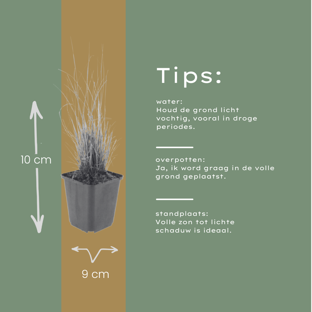 Diamantgras - set van 6 – voor tuin & terras