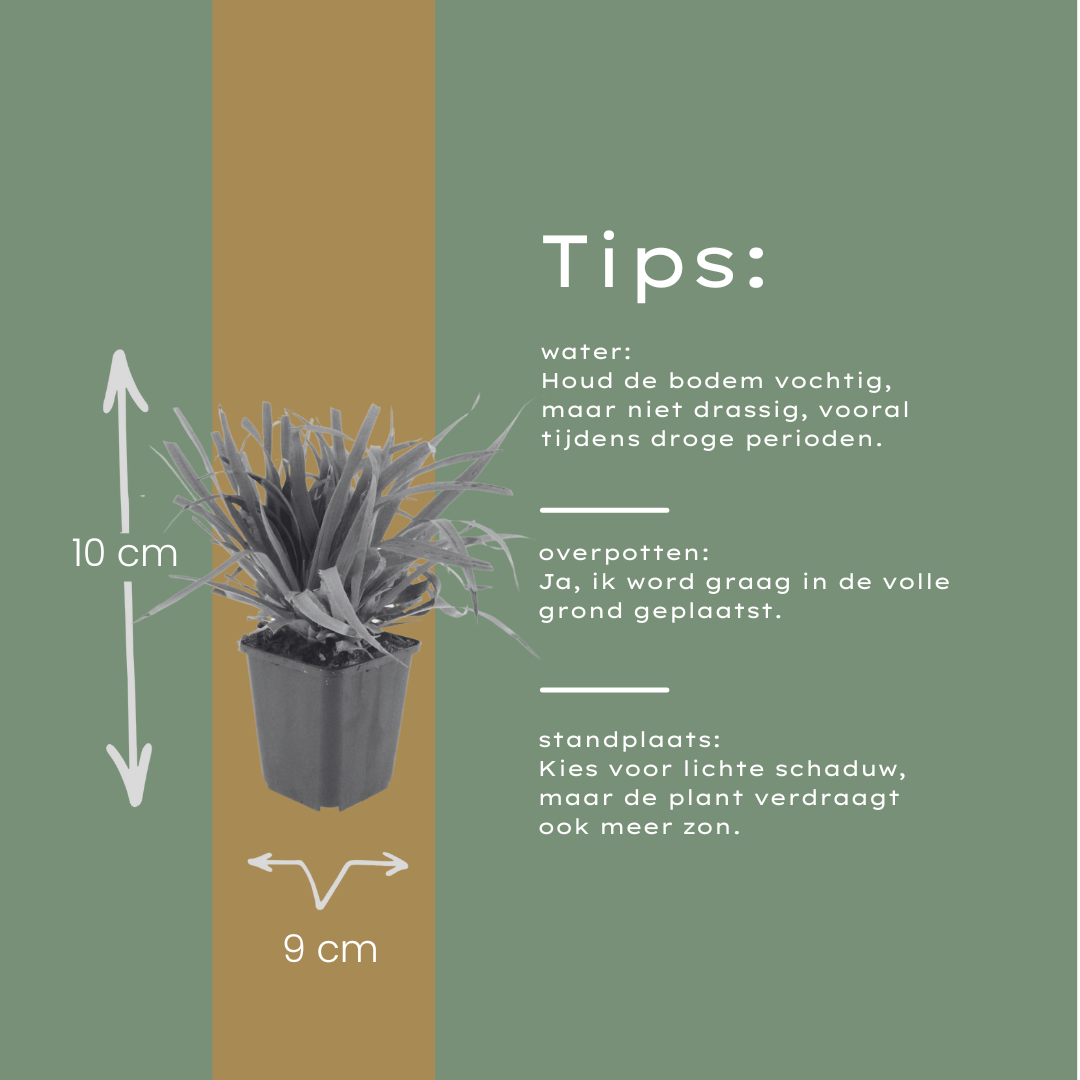 Grote veldbies (Luzula sylvatica) - set van 6 – voor tuin & terras