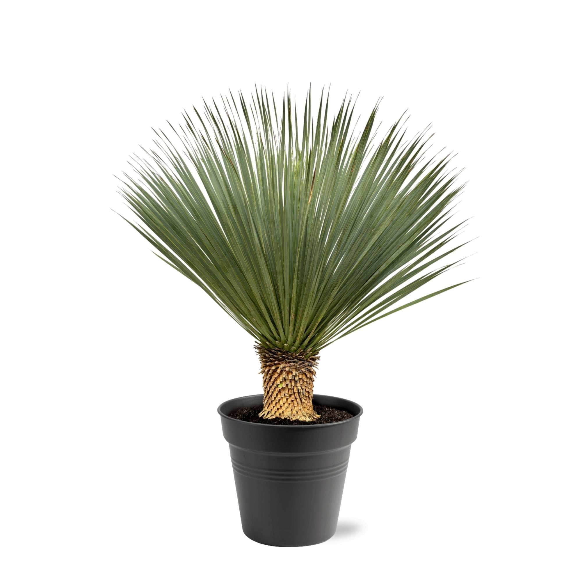 Yucca Rostrata — 100–120 cm