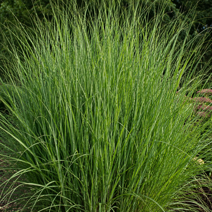 Vingergras 'Northwind' - set van 3 – voor tuin & terras