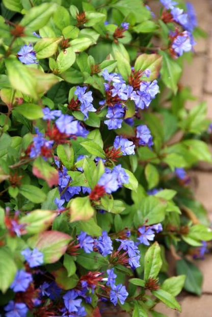 Loodkruid - set van 6 – voor tuin & terras