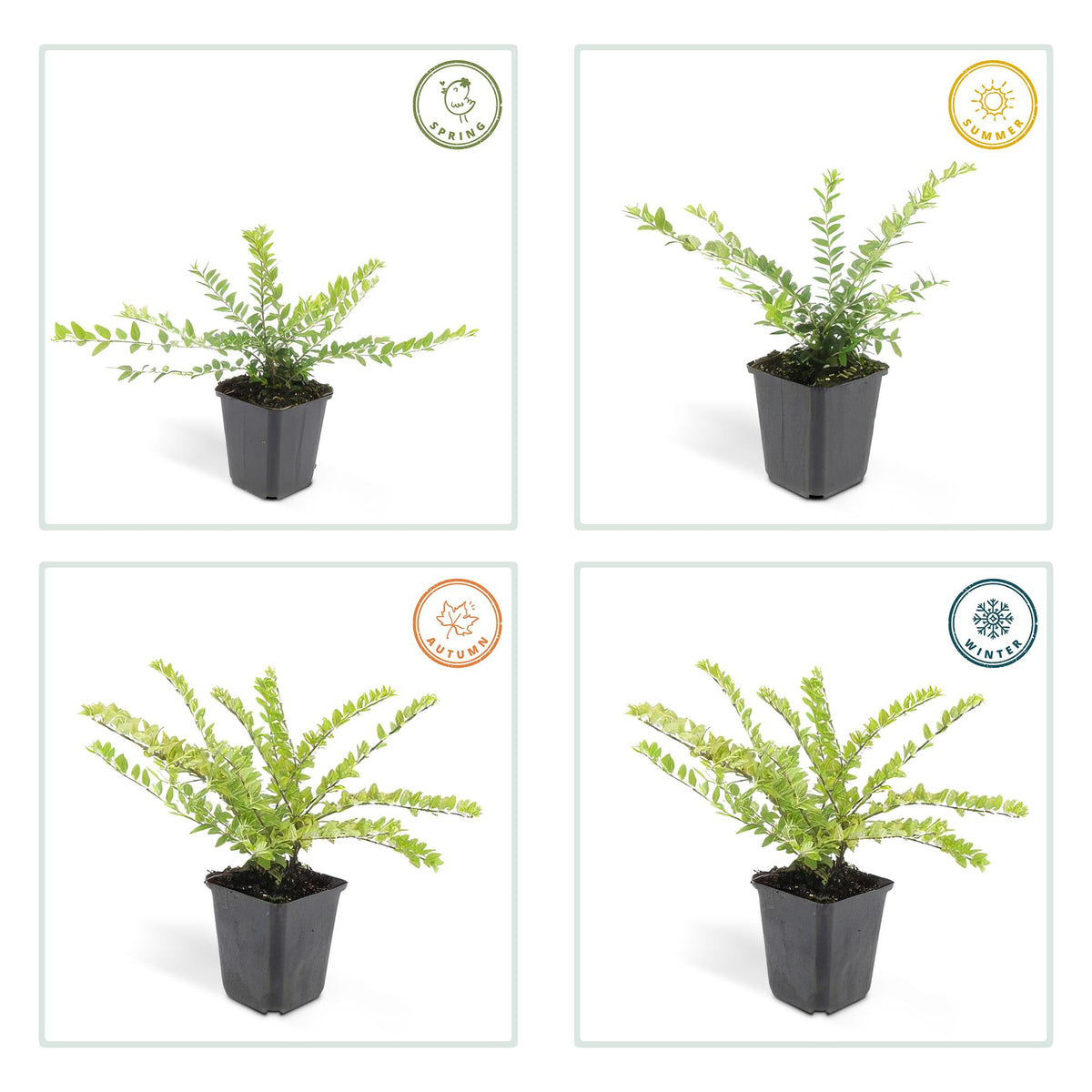 Struikkamperfoelie 'Maigrün' - set van 6 – voor tuin & terras