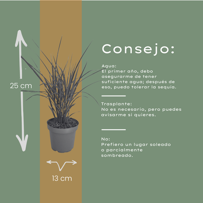 Prachtriet 'Zebrinus' (zebragras) - set van 3 – voor tuin & terras