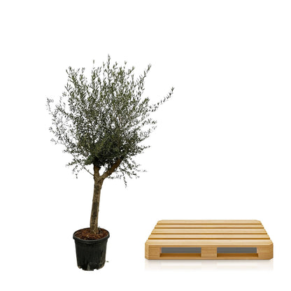 Olijfboom (Olea Europaea) Lorc — 200 cm